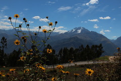 Aldama helianthoides