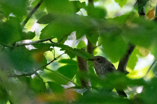 Spotted Flycatcher, Laren, Nederland, photo 10 of 10