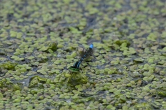 Coenagrion lunulatum