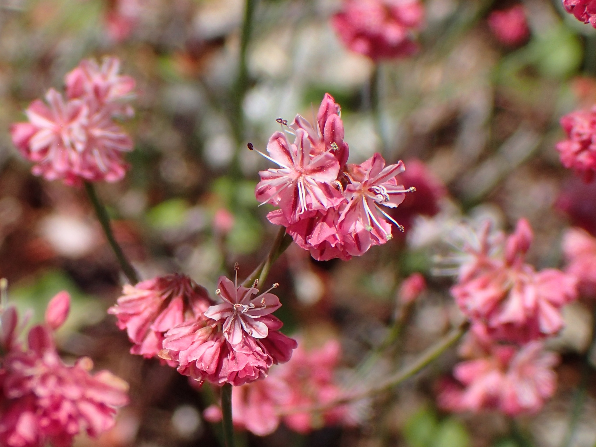 Eriogonum luteolum