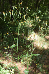 Lapsana communis intermedia
