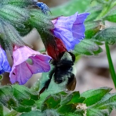 Bombus vagans bolsteri