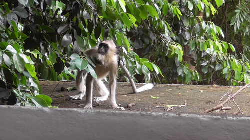 Semnopithecus priam