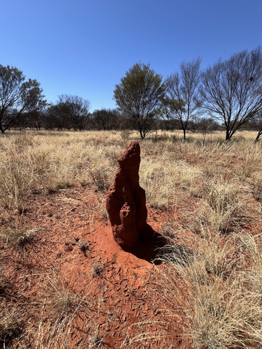 Spinifex Termite