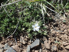 Phlox pulvinata