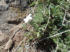 Phlox pulvinata
