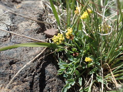 Lomatium greenmanii