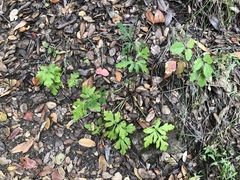 Sanicula hoffmannii