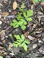 Sanicula hoffmannii