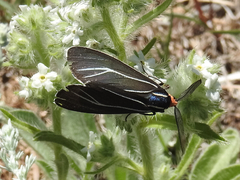 Ctenucha
