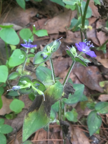Image of Tradescantia commelinoides by (c) Erick Vélez Sánchez, some rights reserved (CC BY)