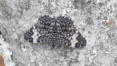 Hamadryas amphinome amphinome