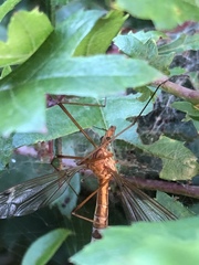 Tipula lunata