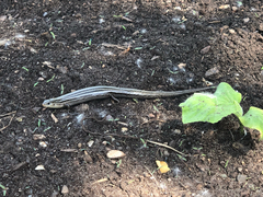 Plestiodon septentrionalis