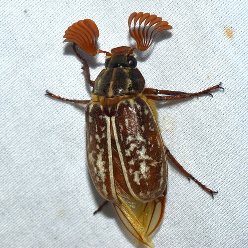 High Mountain June Beetle