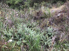 Cirsium fontinale obispoense