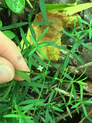 Galium uniflorum