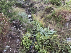 Cirsium fontinale obispoense