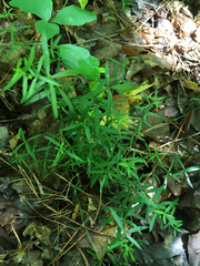 Galium uniflorum