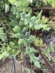Cirsium fontinale obispoense