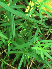 Galium uniflorum