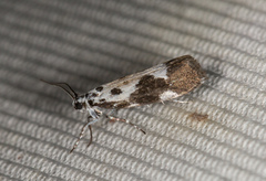 Ethmia quadrillella