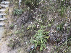 Cirsium fontinale obispoense
