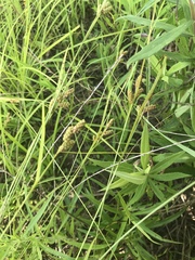 Carex shortiana