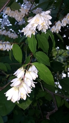 Deutzia gracilis