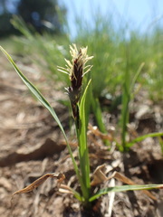 Carex spectabilis