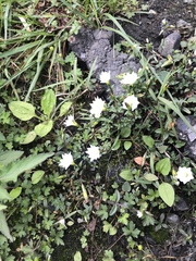 Gentiana flavomaculata