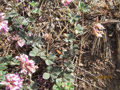 Indigofera mauritanica