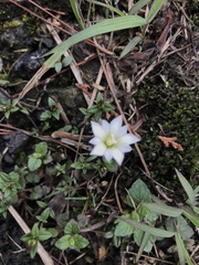 Gentiana flavomaculata