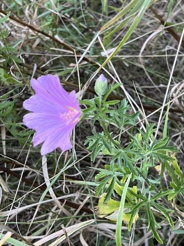 Image of Malva alcea by (c) Petr Harant, some rights reserved (CC BY)