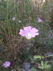 Malva punctata