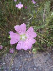 Malva punctata