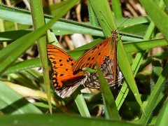 Dione vanillae maculosa