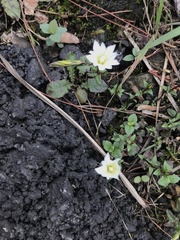 Gentiana flavomaculata