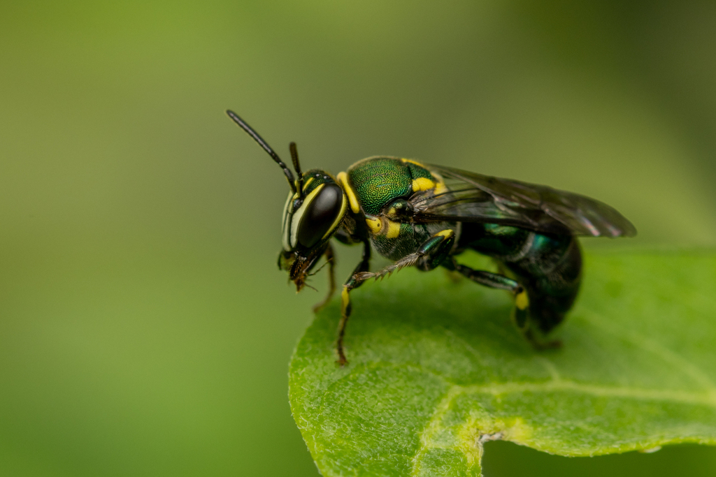 Palaeorhiza