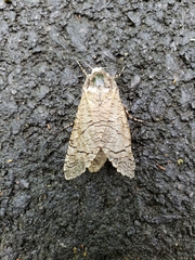 Prionoxystus macmurtrei