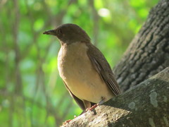 Turdus grayi