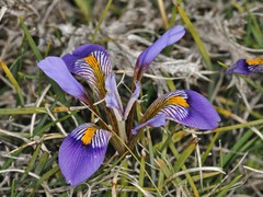 Iris unguicularis cretensis