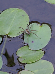 Pardosa pseudoannulata