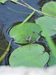 Pardosa pseudoannulata