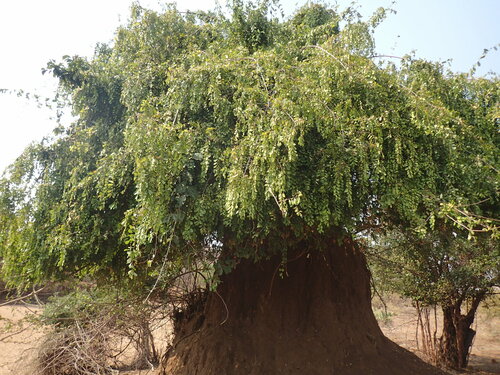knobbly sweetberry (Bridelia cathartica)