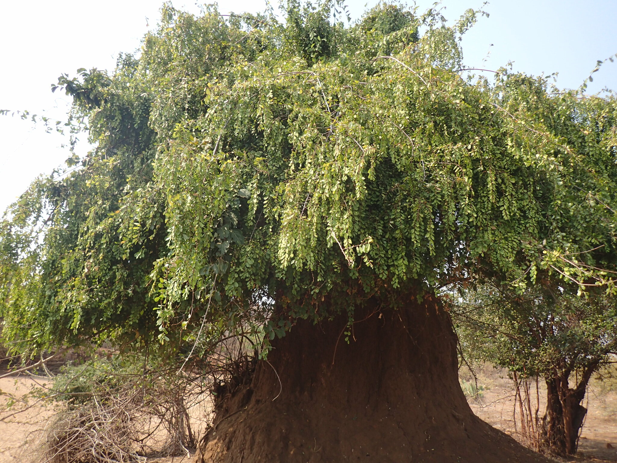 Knobbly Sweetberry (Bridelia cathartica)