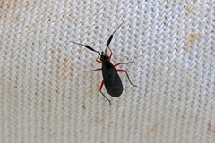 Teleorhinus cyaneus
