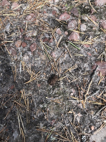 European Toad