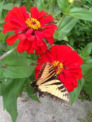 Papilio glaucus glaucus
