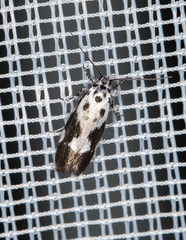 Ethmia quadrillella